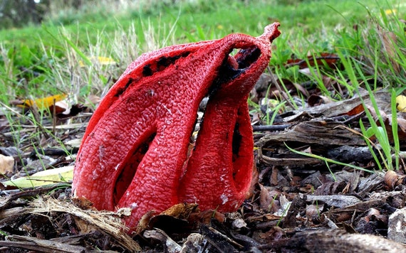 Octopus Stinkhorn Clathrus Archeri Live Culture On Agar Etsy