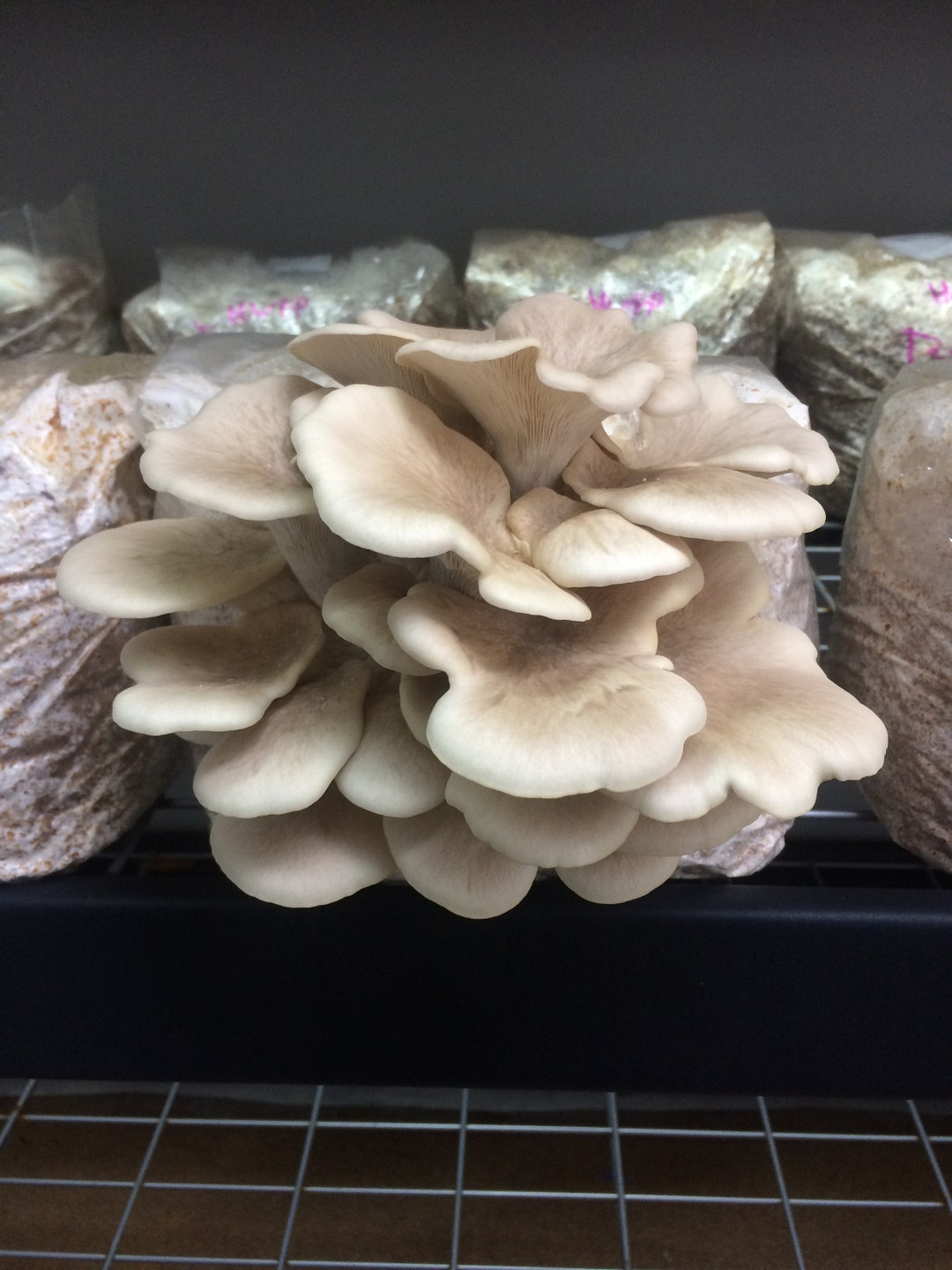Tarragon Oyster pleurotus Euosmus Live Culture on Agar Etsy