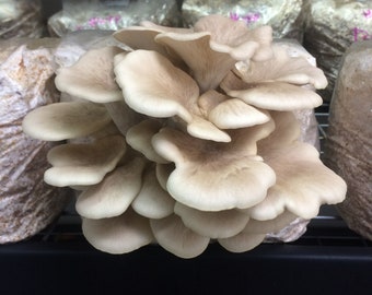 Tarragon oyster (Pleurotus euosmus) live culture on agar