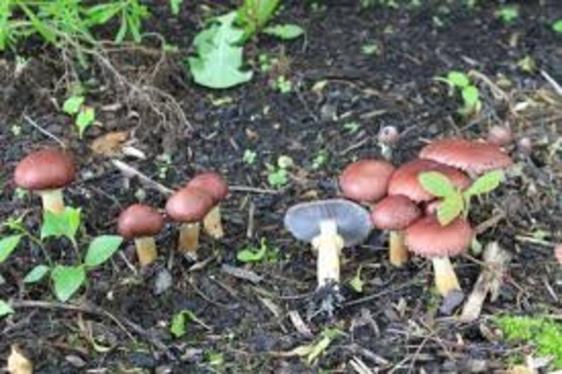 Wine Caps garden Giant Stropharia Rugosoannulata Live Etsy