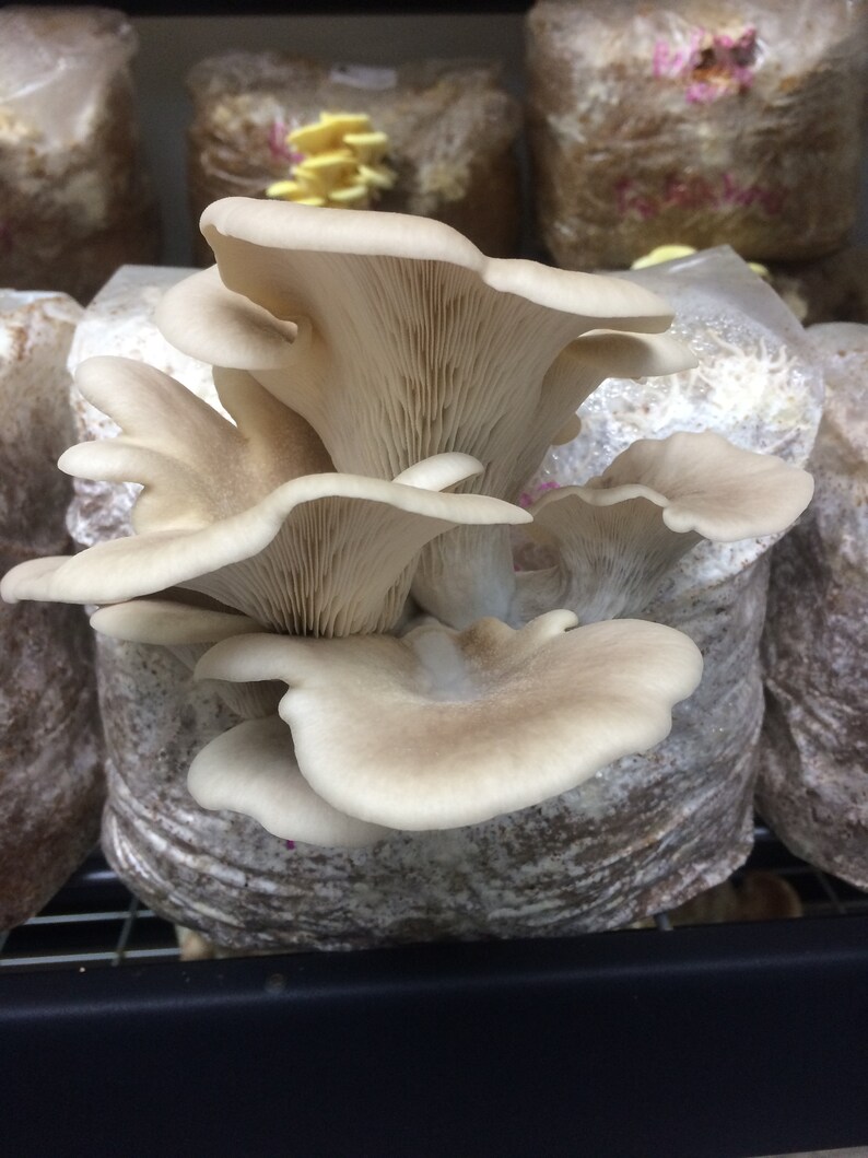Tarragon Oyster pleurotus Euosmus Live Culture on Agar Etsy