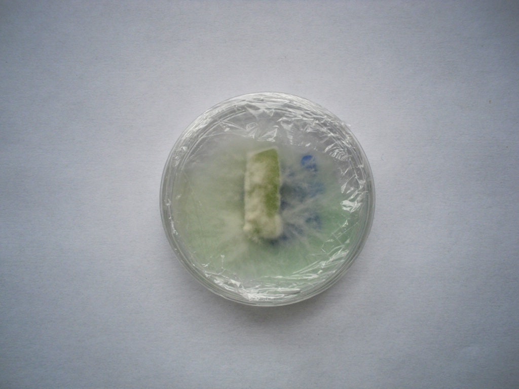 Pleurotus nebrodensis live culture on agar Etsy
