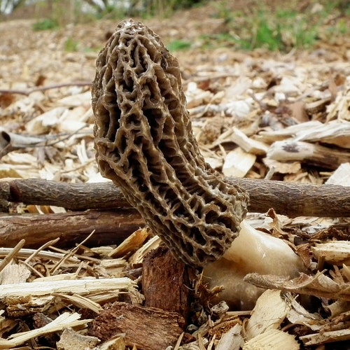 Blushing Morel Mushroom morchella Rufobrunnea Live Culture Etsy