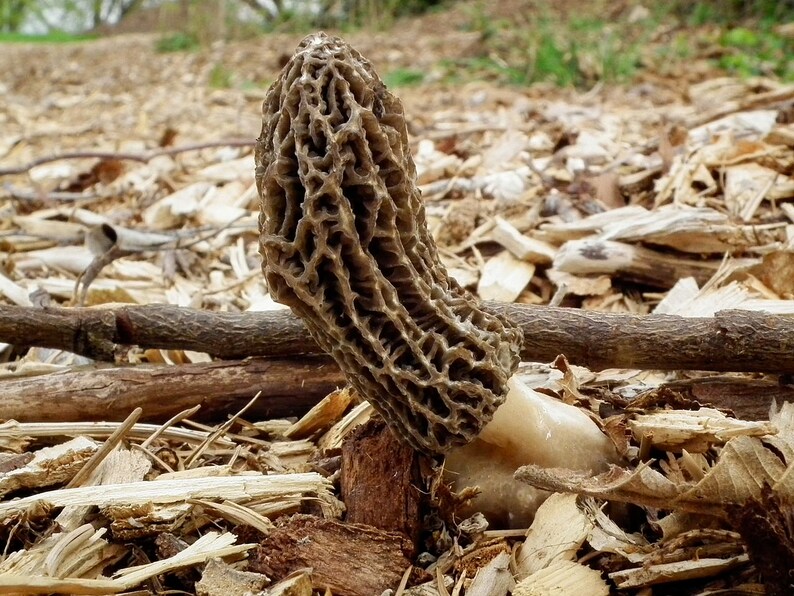 Black Morel Mushroom morchella Importuna Live Culture on Etsy