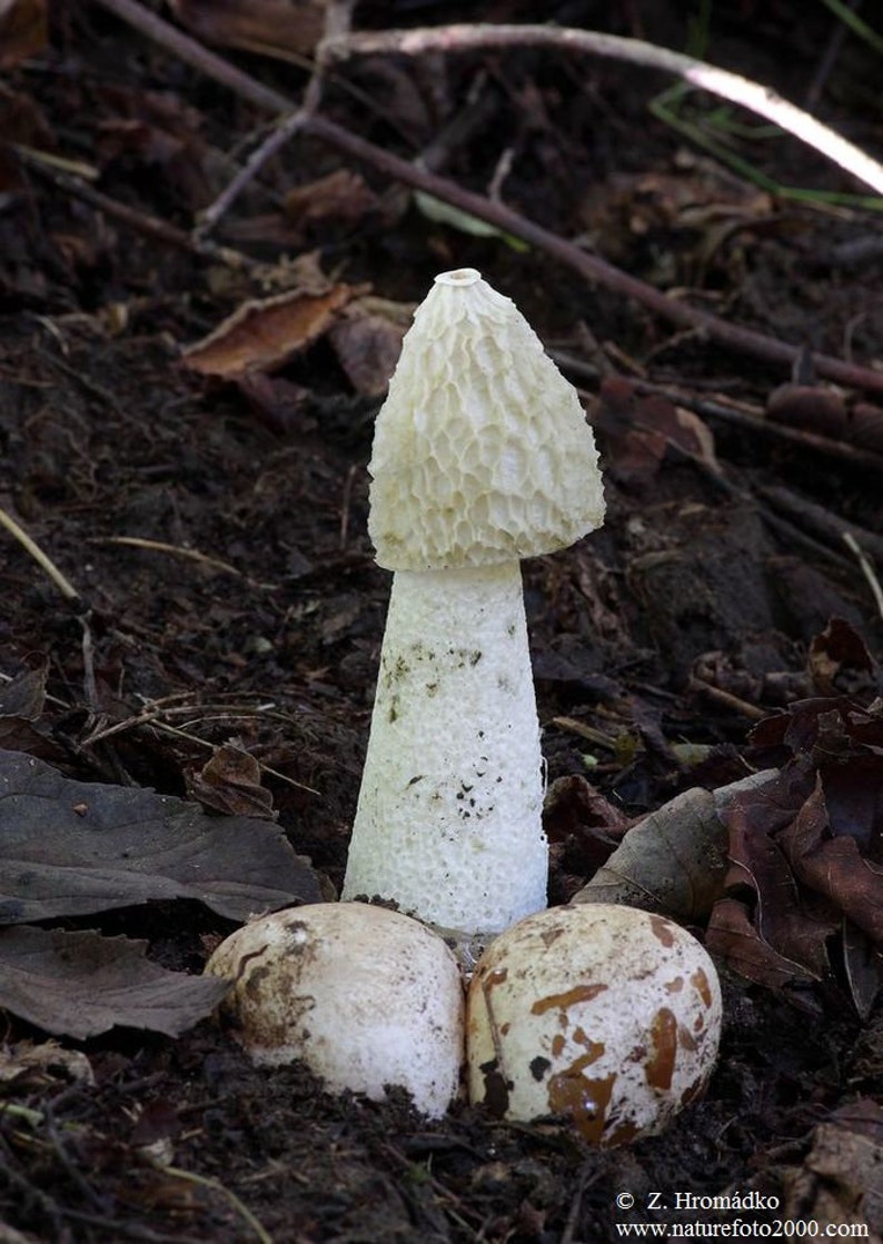 Common stinkhorn Phallus impudicus live culture on agar image 1