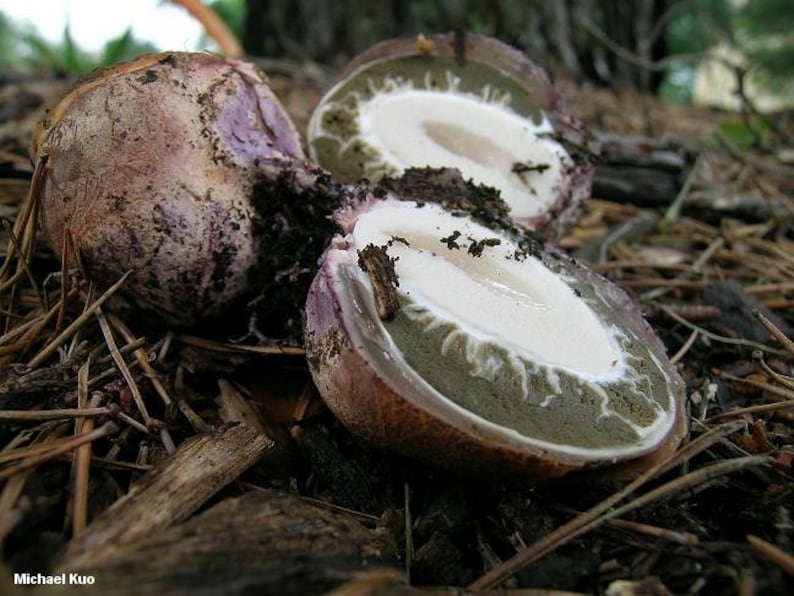 Common stinkhorn Phallus impudicus live culture on agar image 6