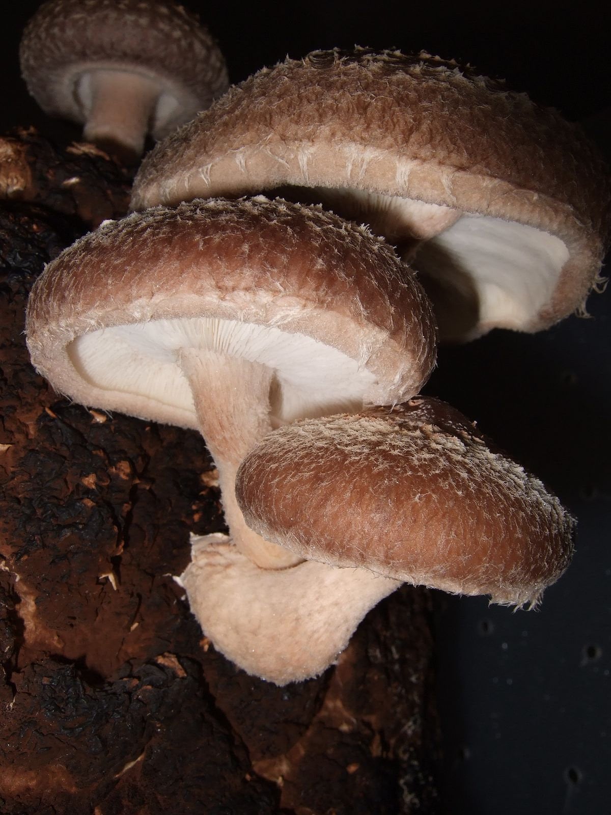 Shiitake lentinula Edodes Culture on Agar - Etsy