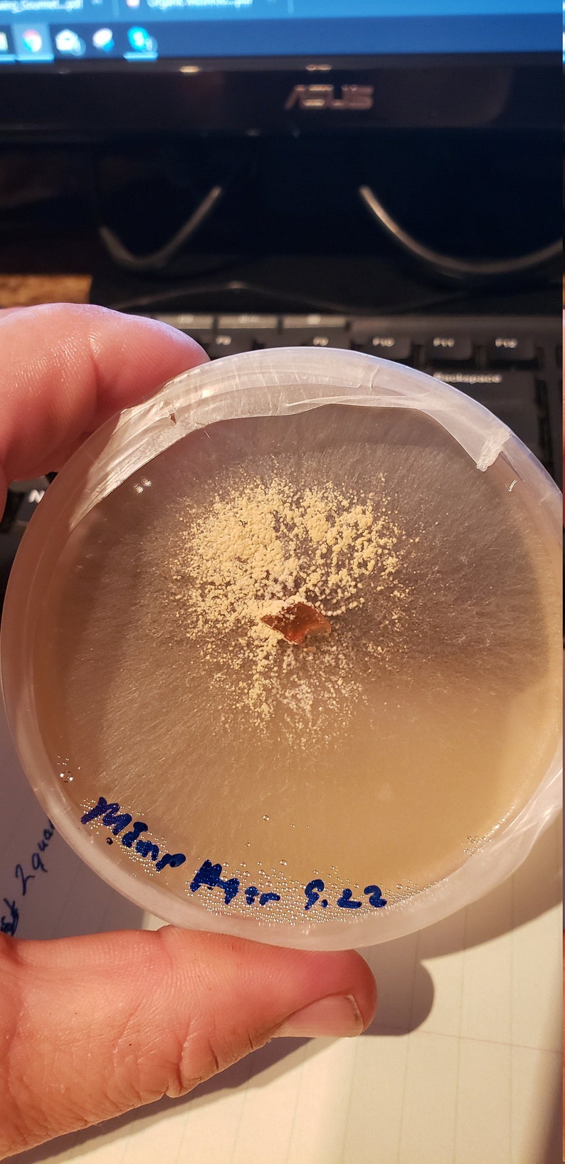 Black Morel Mushroom morchella Importuna Live Culture on Etsy