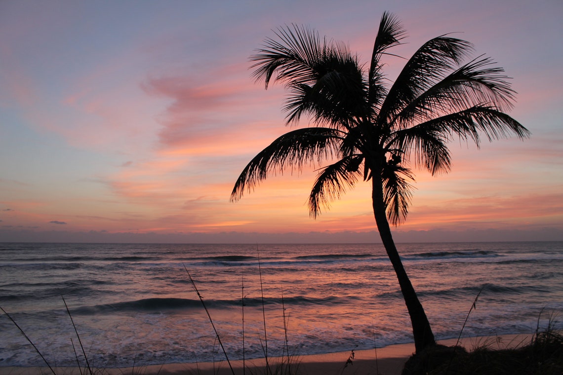 Beautiful Sunrise W/palm Tree Beach Photography Digital Download DIY