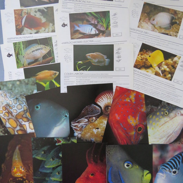 Vintage fish faces/cards for altered art, junk journals, collecting , French detailed description of aquarium fish types