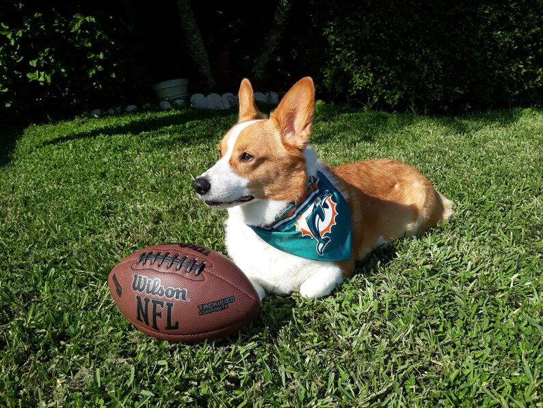 miami dolphins dog shirt