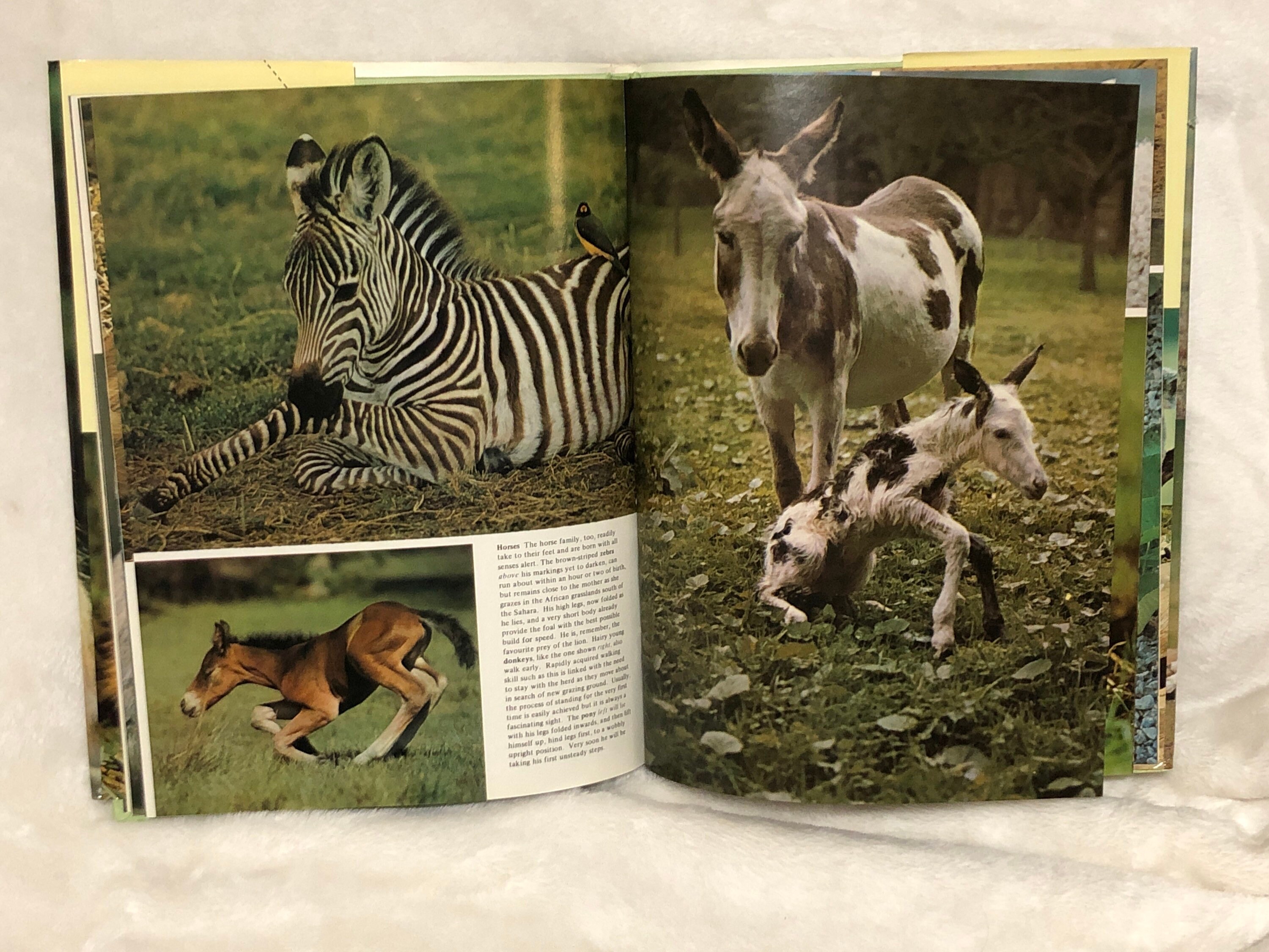 1970s Baby Animal Hardcover Book Has Dust Jacket Full Page Etsy