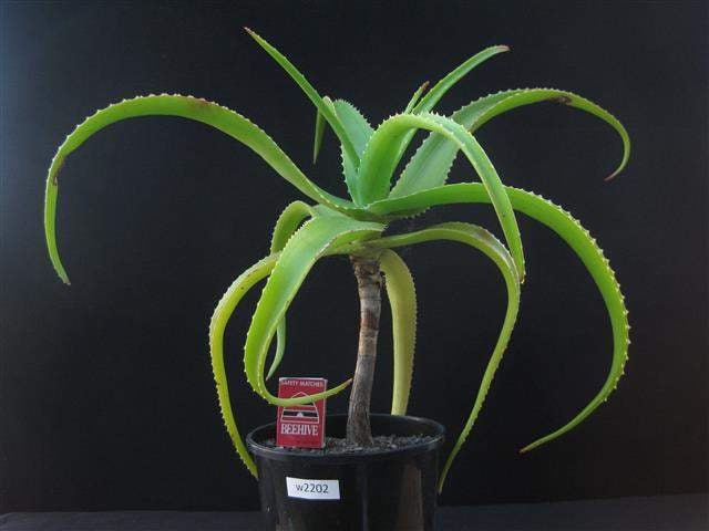 Aloe Helenae Critically Endangered Rare Drought Tolerant Aloe Tree Cactus  Succulent for Sale - Etsy