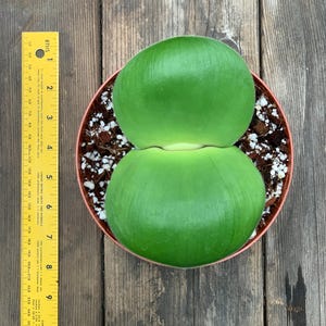 Mature Haemanthus Deformis for Sale
