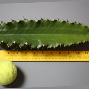 Euphorbia Ingens 1ft Cutting