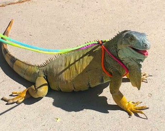 Pet Iguana Leash Harness For Reptile Adjustable Outdoor Travel Pet