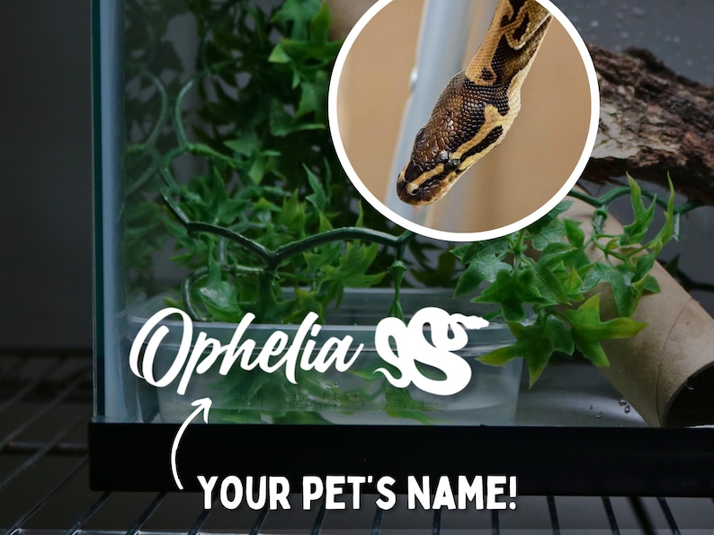 May include: A close-up of a snake in a glass terrarium with green plants. The snake is light brown with darker brown markings. The snake's name, "Ophelia", is written on the terrarium in white letters.