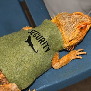 Exotic Animal Spotlight - Bearded Dragons as Pets - Dragon Care