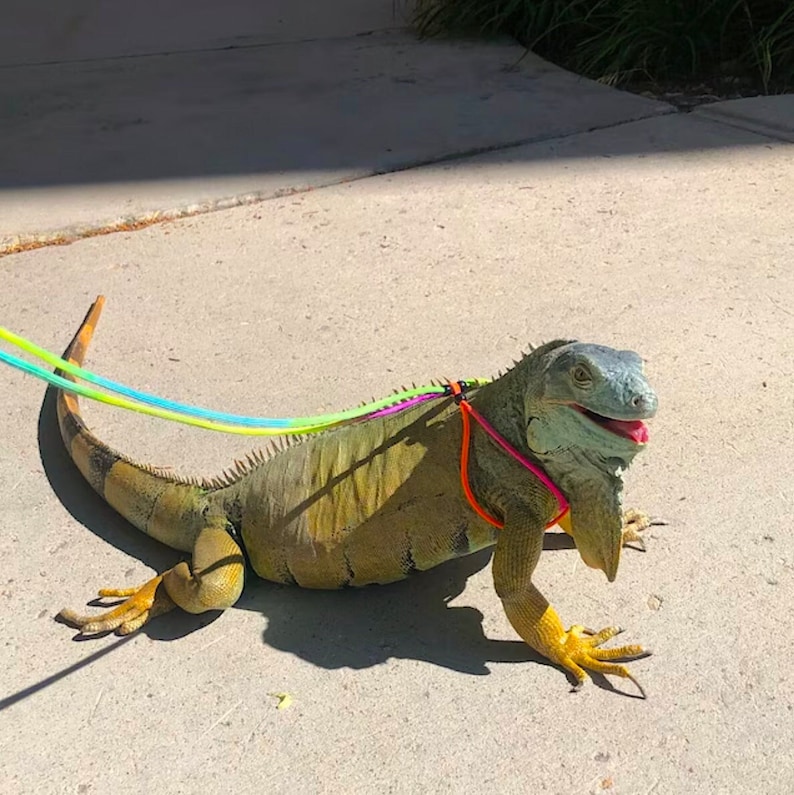 Pet Iguana Leash Harness For Reptile Adjustable Outdoor Travel Pet Leash for Reptile Owner Colorful Harness for Iguanas Adjustable Leash