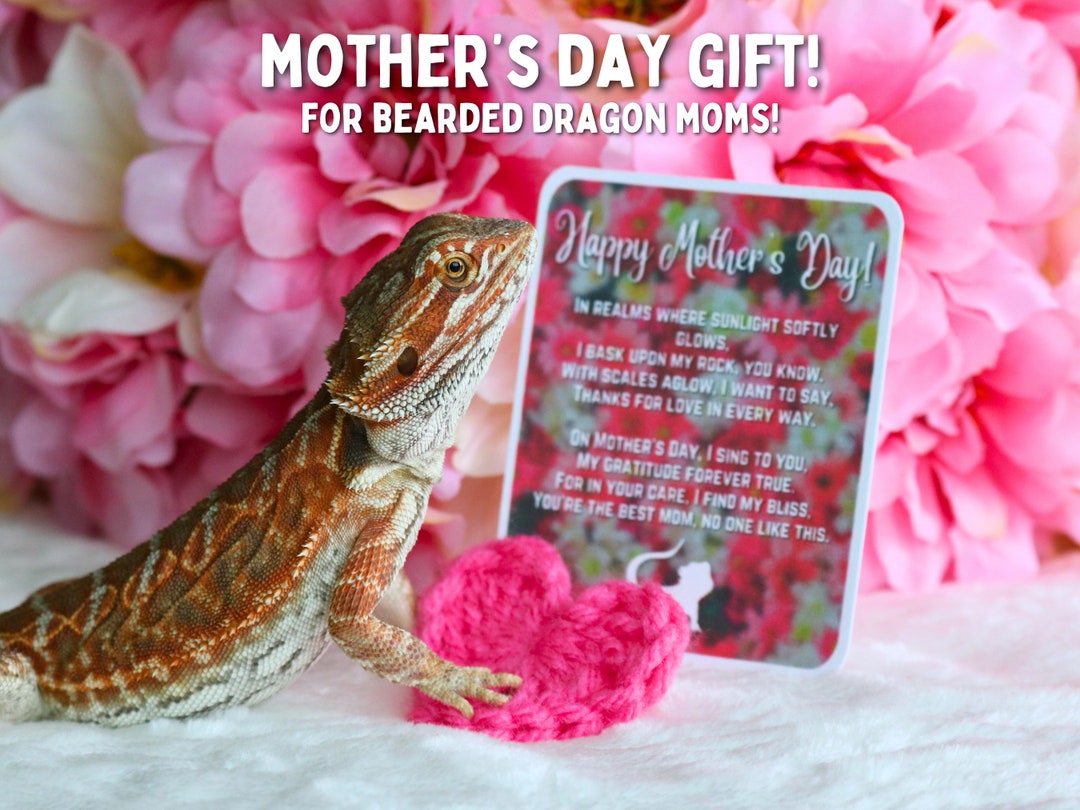 Funny Pet Wall Sign Bearded Dragon Wall Sign - All You Need Is Love And A  Bearded Dragon Funny Pet Decor Funny Reptile Wooden Wall Sign For Pet Lovers