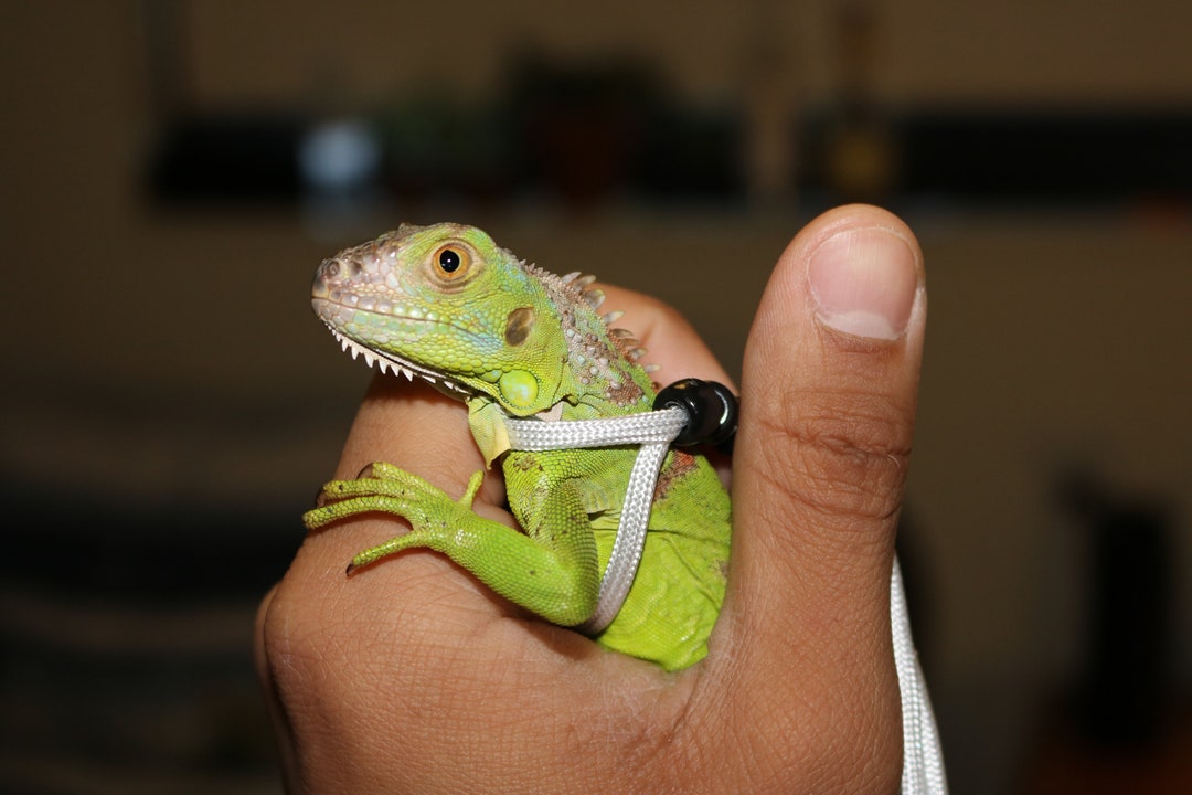 Pet Iguana Leash Harness for Reptile Adjustable Outdoor Travel Pet