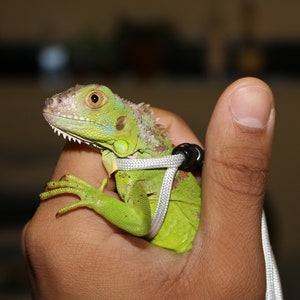 May include: A small green iguana with a white leash around its neck is being held by a person's hand.