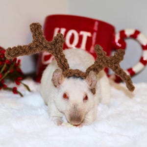 May include: A white rat wearing a brown knitted reindeer antler headband. The rat is sitting on a white fluffy surface. A red mug with the word "HOT!" on it is in the background.