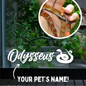 Snake Name Decal for Corn Snake Enclosure Accessories for Corn Snake Tank Stickers for Rat Snake, Garter Snake Custom Snake Name Decal