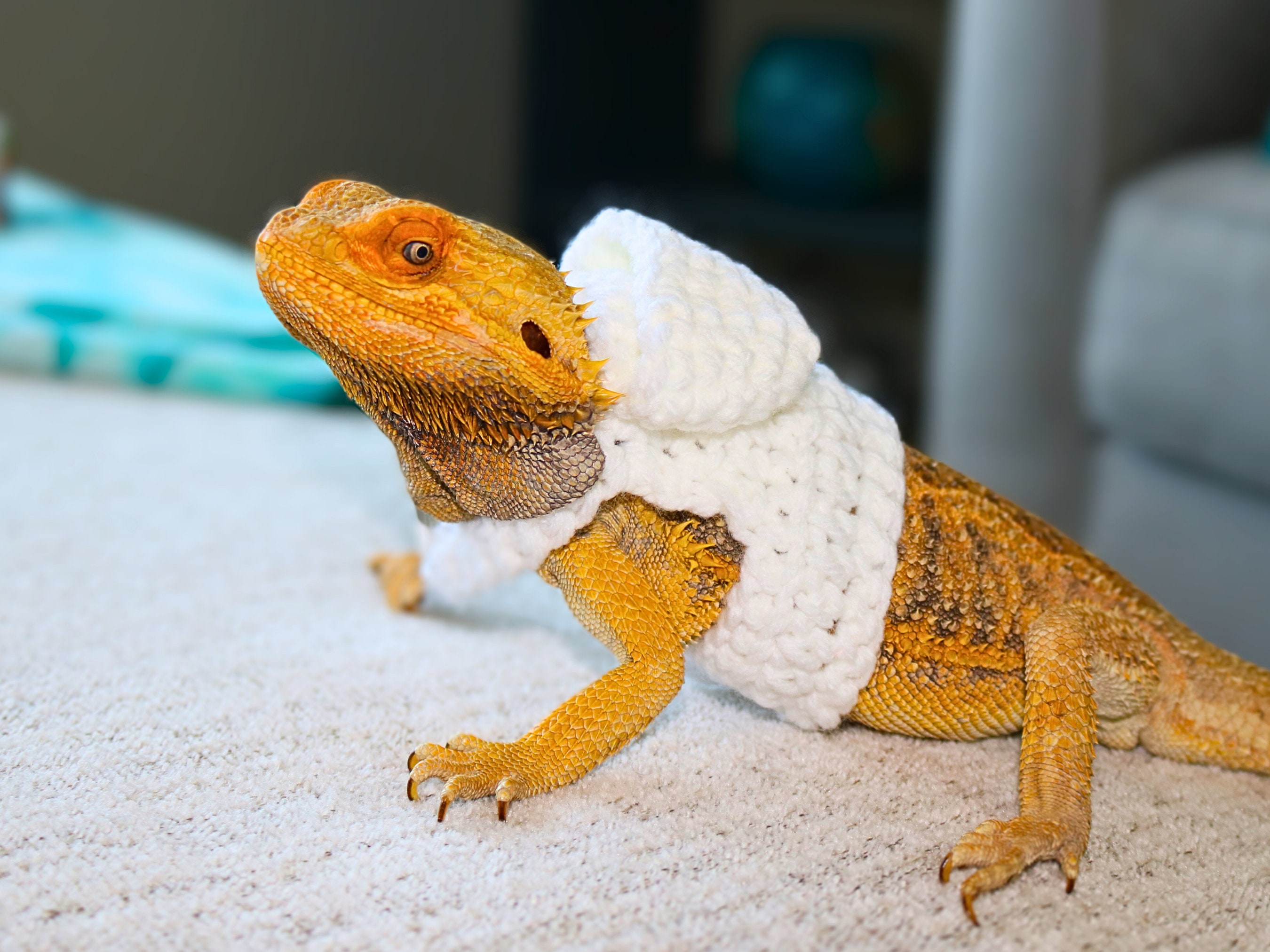 Bearded Dragon Hoodie Etsy