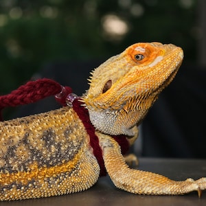 May include: A yellow and brown bearded dragon lizard wearing a red knitted leash. The lizard is looking up and to the right.