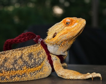 Leash For Bearded Dragon Harness for Lizard Leash Iguana Harness, Adjustable Outdoor Leash For Pet Reptiles, Bearded Dragon Accessories
