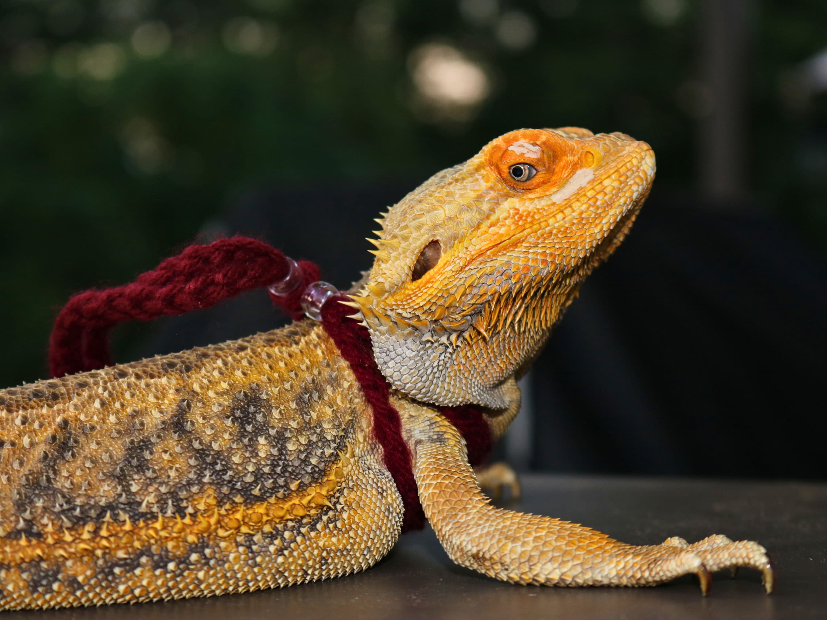 Bearded dragon hotsell shoes