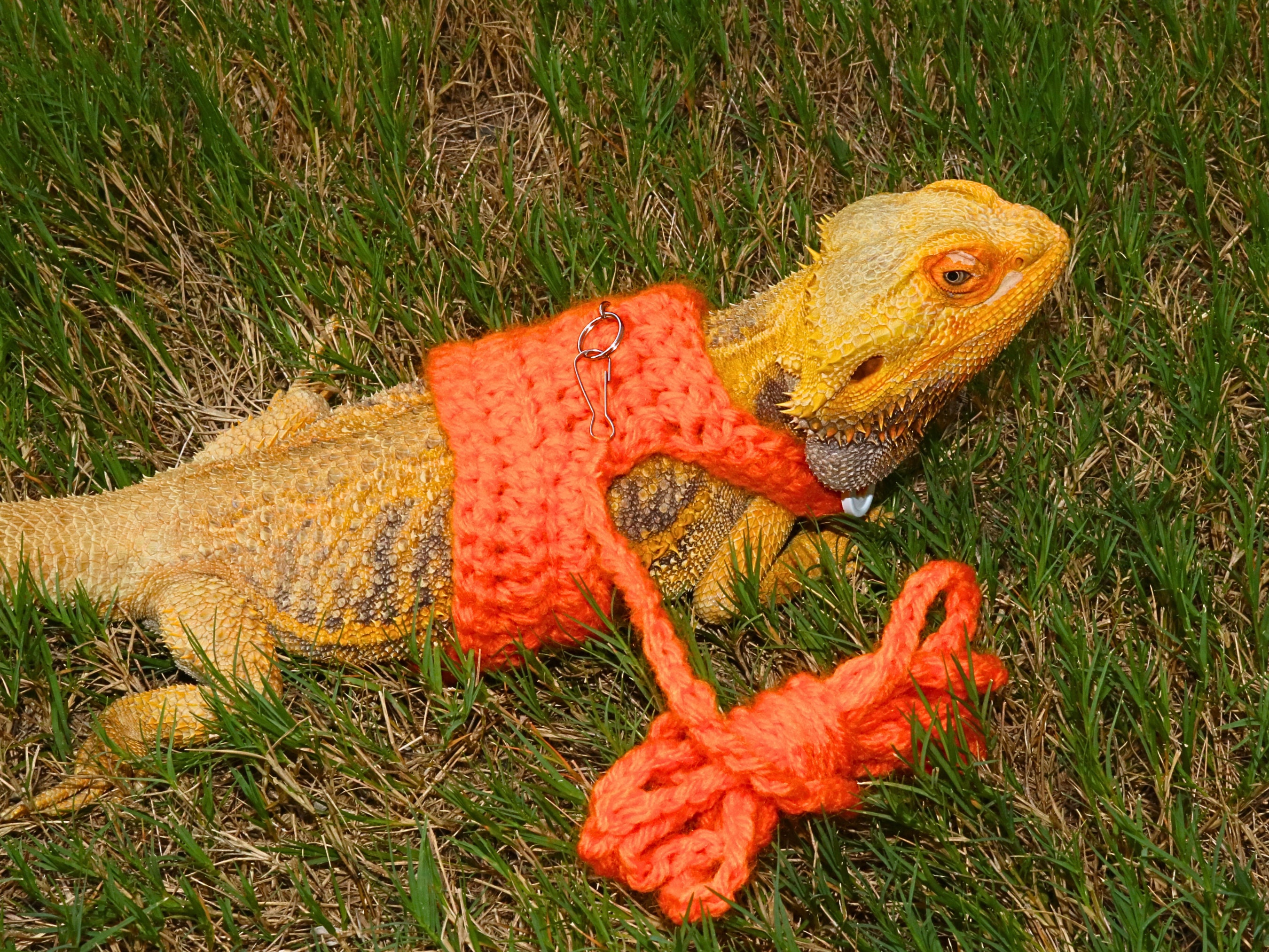 Lizard Leach Lizard Leash for Bearded Dragon Harness for Iguana Harness for Pets ...