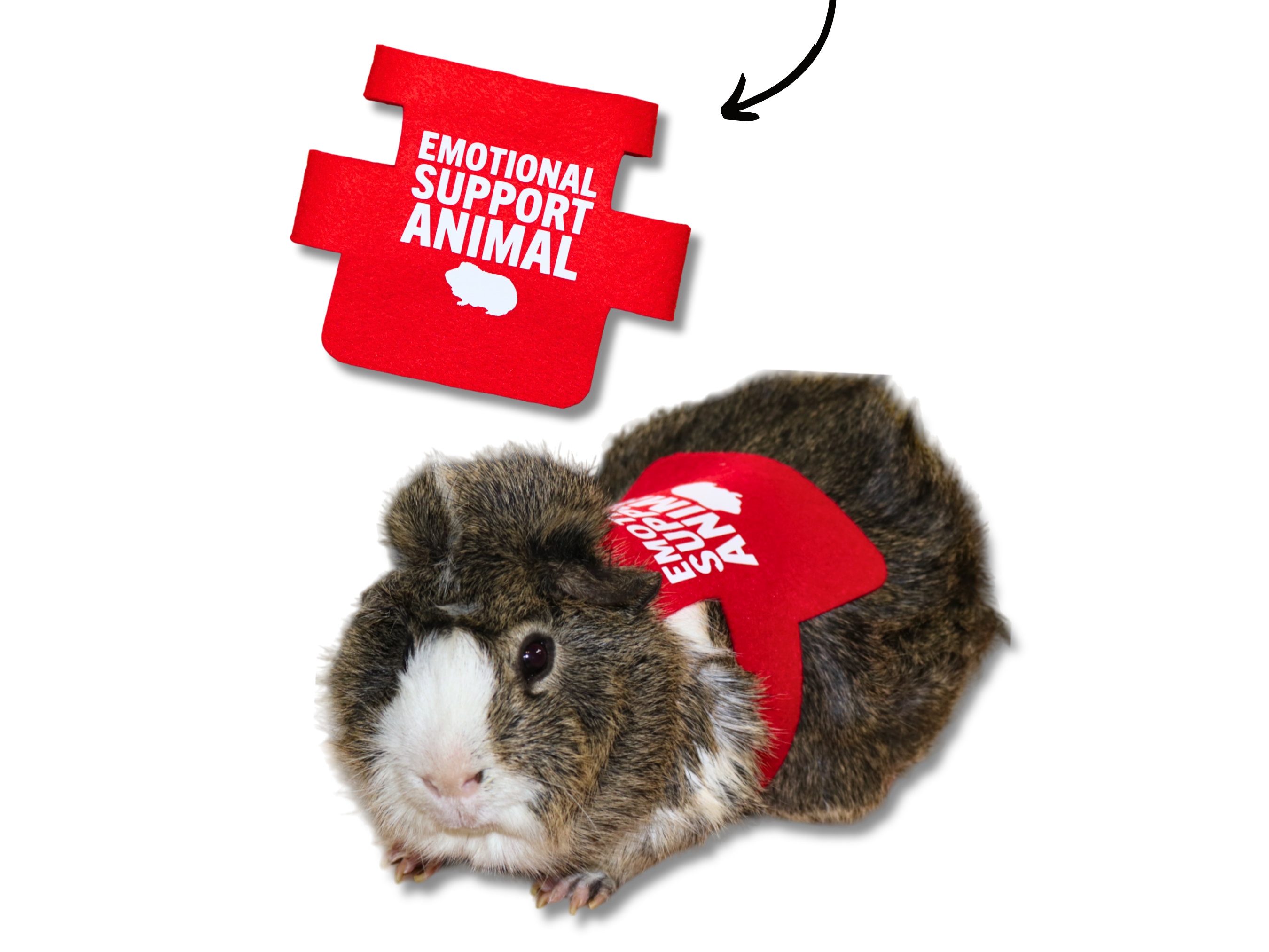 leashes for guinea pigs