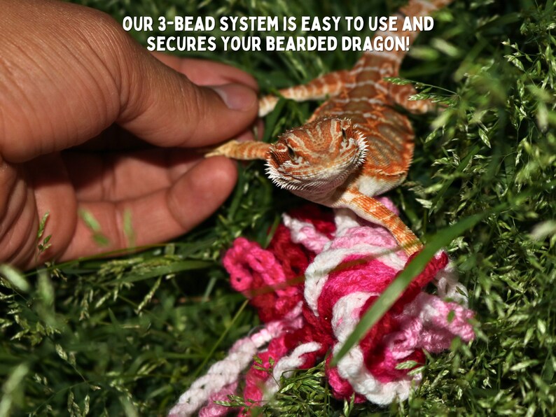 May include: A bearded dragon lizard with orange and white markings is being held by a hand. The lizard is sitting on a bed of green grass with pink and white yarn.
