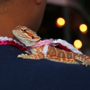 May include: A bearded dragon lizard wearing a pink and white crocheted leash sits on a person's shoulder.