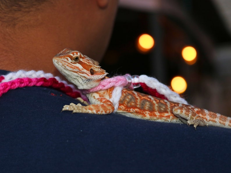 May include: A bearded dragon lizard wearing a pink and white crocheted leash sits on a person's shoulder.