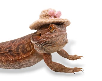 Bearded Dragon Sombrero for Lizard Clothing and Accessory for Bearded Dragon Clothing for Reptile Hat for Bearded Dragon Hat