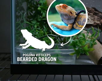 Bearded Dragon Decal for Bearded Dragon Enclosure Accessories for Lizard Tank Stickers for Reptile Enclosure Scientific Name Pet Sticker