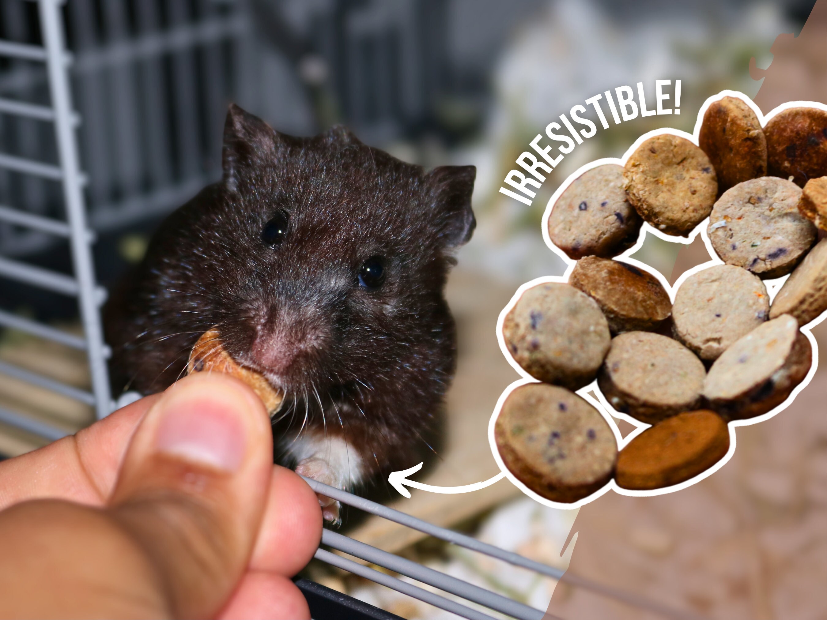 Organic Hamster Food Etsy