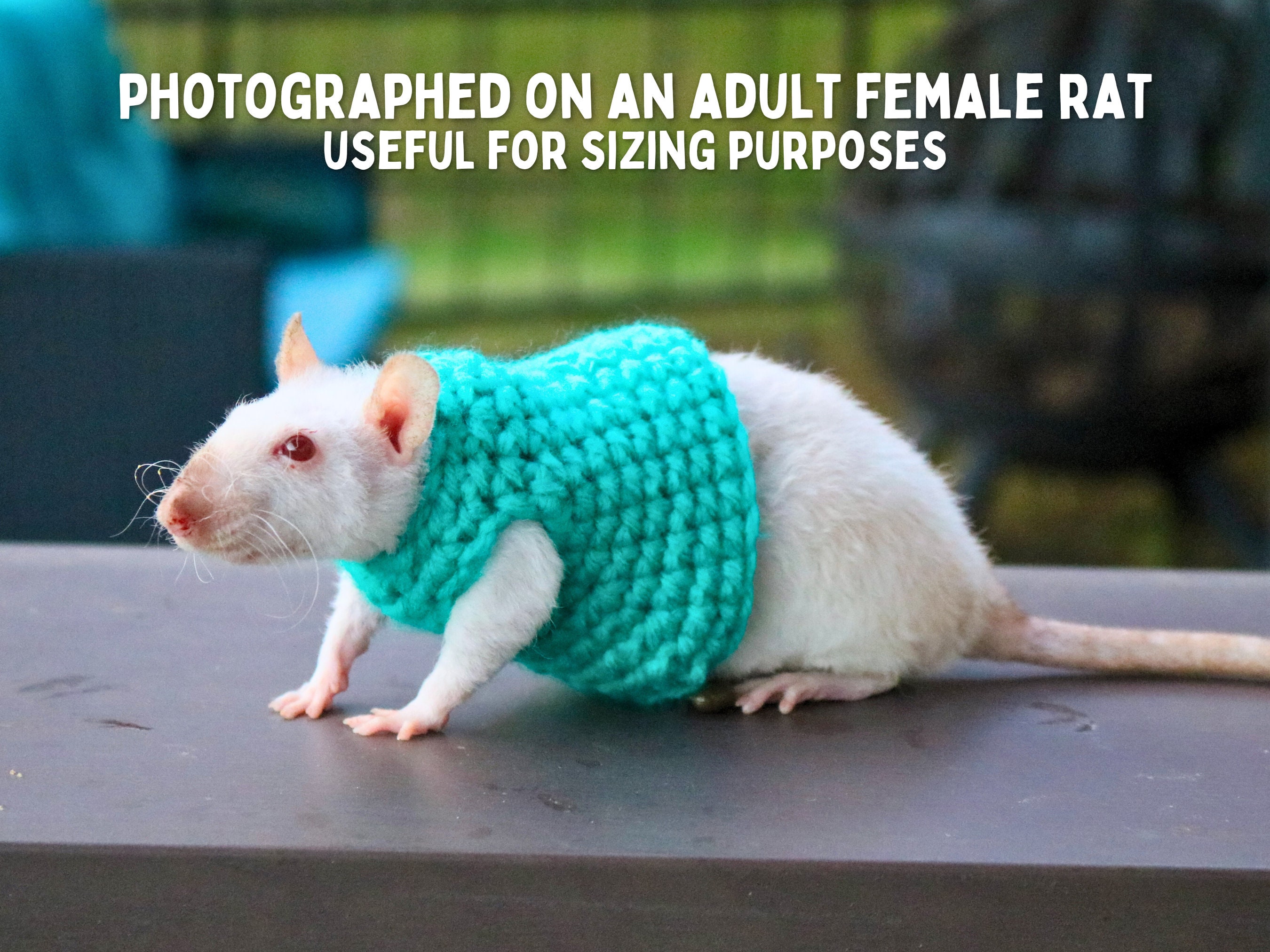 Clothes For Rats Tutorial Rat Sweater for Rat Crochet Sweater for Small Pet Sweater for Fancy Rat ...