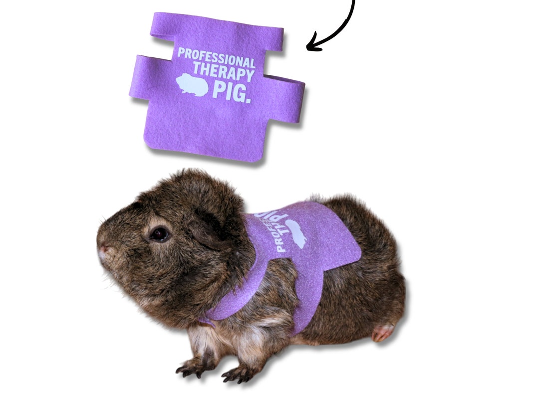 Guinea pig cheap therapy