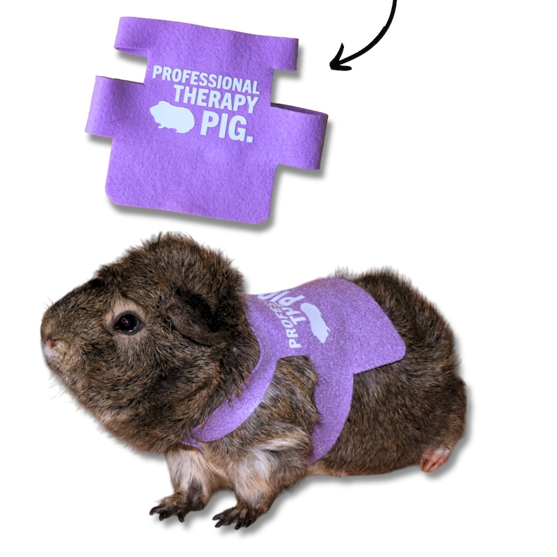 Guinea Pig Accessories - Etsy - Guinea Pig Whelping Accessories