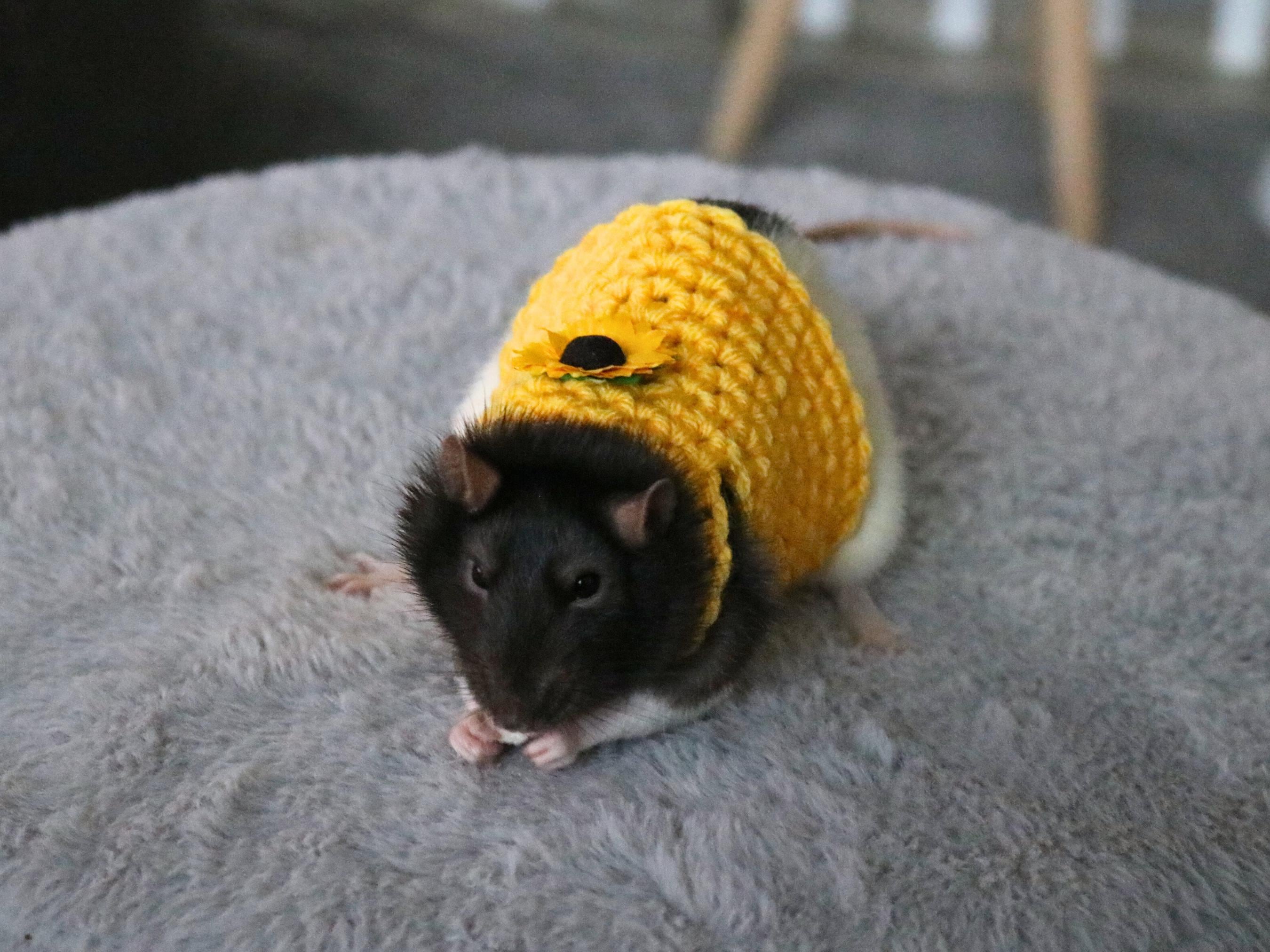 Clothes For Rats Tutorial Sunflower Rat Sweater for Rat Crochet Sweater for Small Pet Sweater for ...