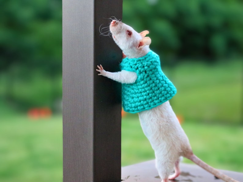 Clothes For Rats Tutorial Rat Sweater for Rat Crochet Sweater for Small Pet Sweater for Fancy Rat ...
