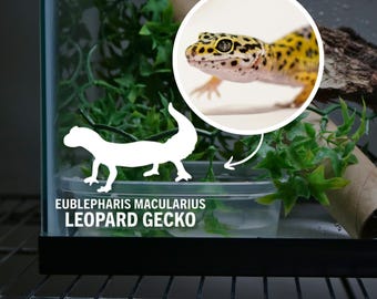Leopard Gecko Decal for Leopard Gecko Enclosure Accessories for Lizard Tank Stickers for Reptile Enclosure Scientific Name Pet Sticker