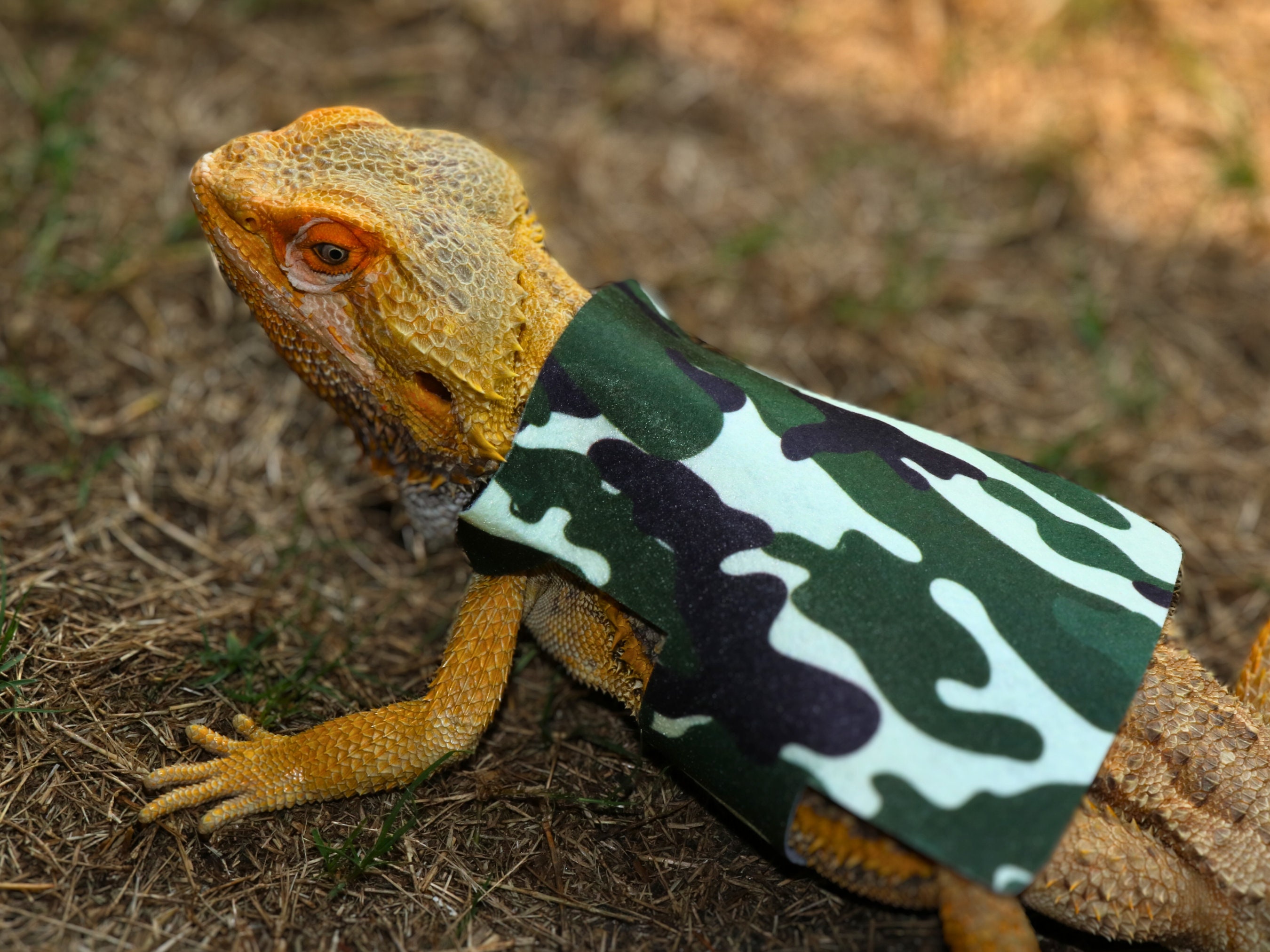 アーミー シャツ フトアゴヒゲトカゲ用 シャツ アーミー ペット 服