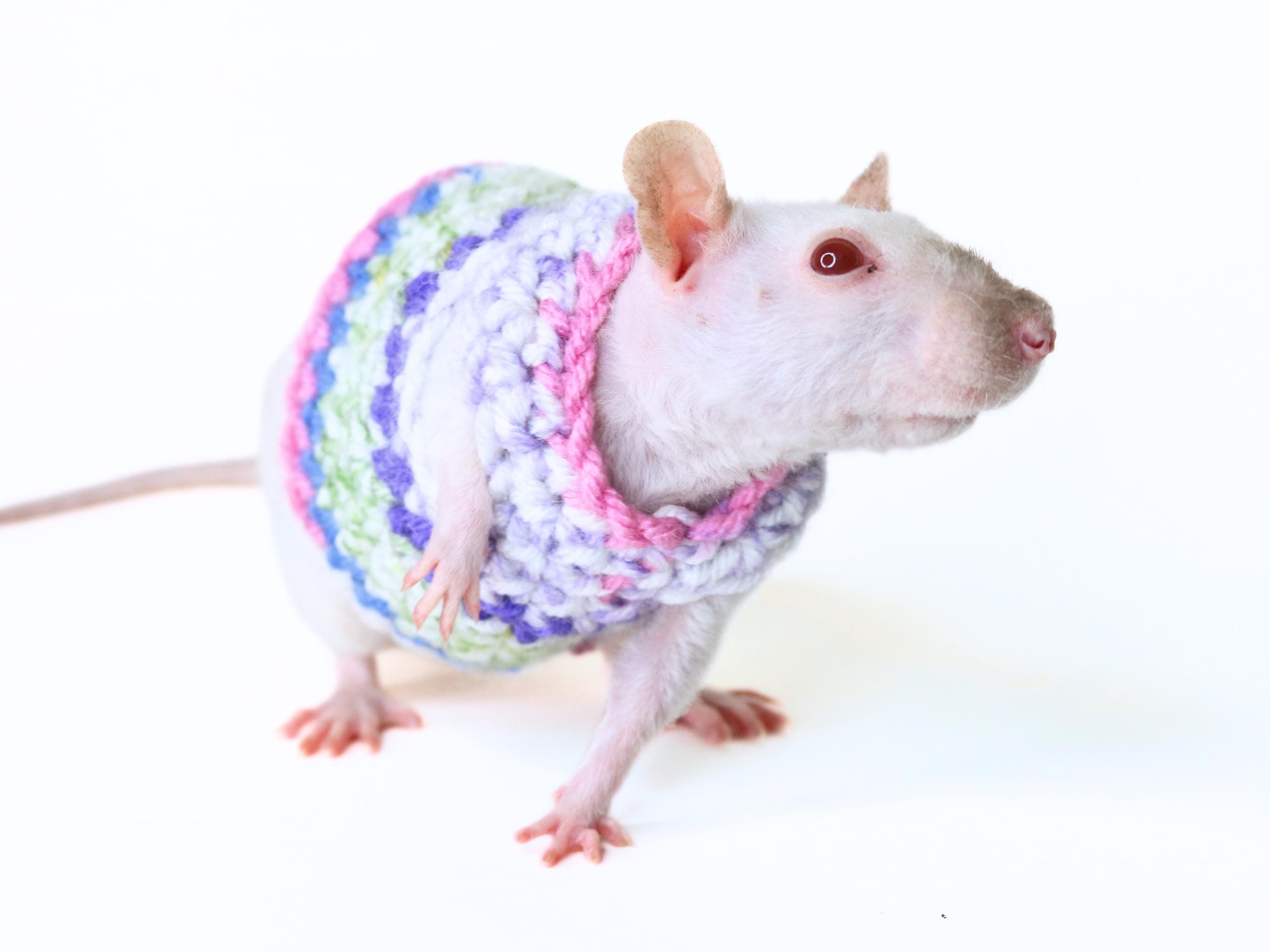 Crochet Rat Sweater for Fancy Rat Jumper for Small Pet Clothing