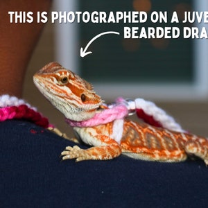 May include: A juvenile bearded dragon wearing a pink and white crocheted harness on a person's shoulder. The text "THIS IS PHOTOGRAPHED ON A JUVENILE BEARDED DRAGON!" is written above the dragon.