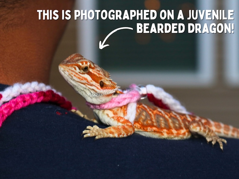 May include: A juvenile bearded dragon wearing a pink and white crocheted harness on a person's shoulder. The text "THIS IS PHOTOGRAPHED ON A JUVENILE BEARDED DRAGON!" is written above the dragon.